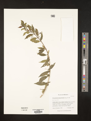 Volkameria ligustrina image