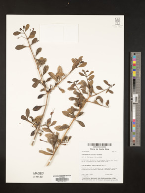 Volkameria pittieri image