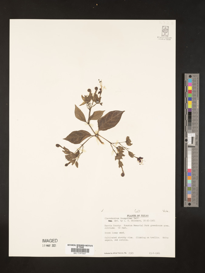 Clerodendrum thomsoniae image