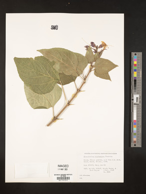 Clerodendrum trichotomum image