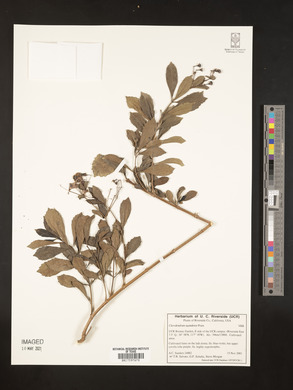 Rotheca myricoides image