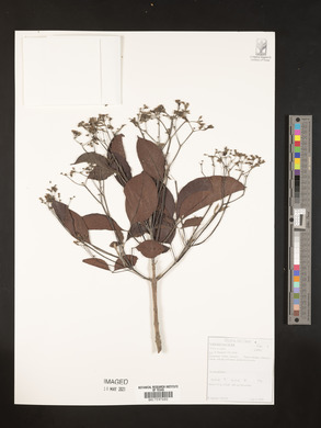Vitex cooperi image