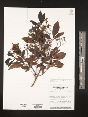 Vitex cooperi image