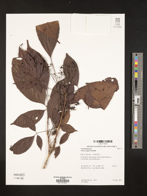 Vitex cooperi image