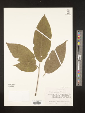 Vitex gaumeri image