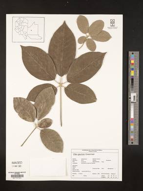 Vitex gaumeri image