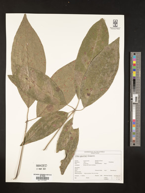 Vitex gaumeri image