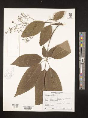 Vitex gaumeri image