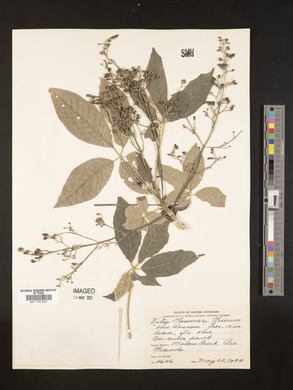 Vitex gaumeri image