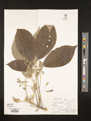 Vitex gaumeri image