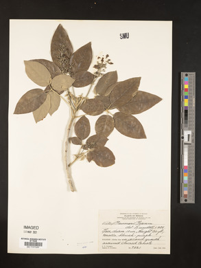 Vitex gaumeri image