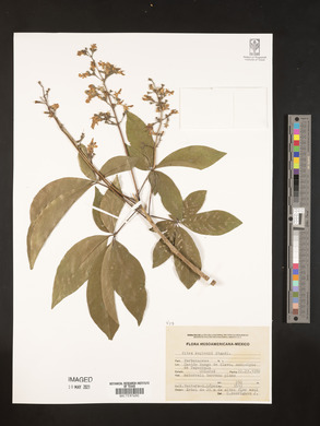 Vitex kuylenii image