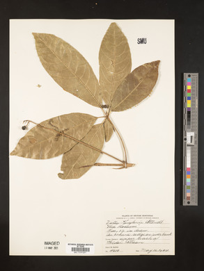 Vitex kuylenii image
