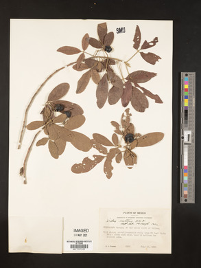 Vitex mollis image