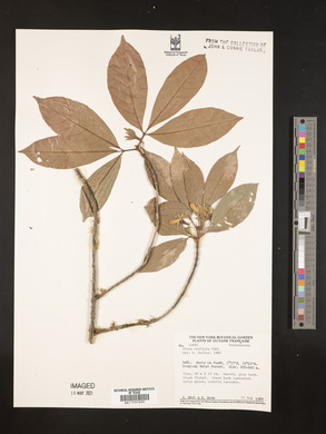Vitex triflora image