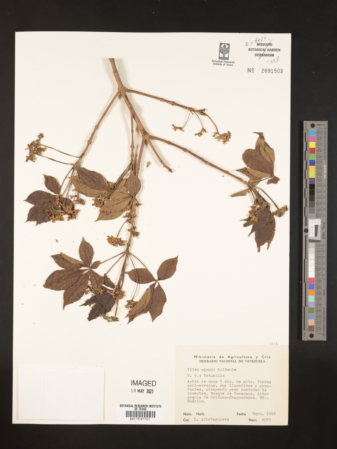 Vitex schomburgkiana image