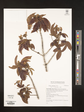 Vitex capitata image