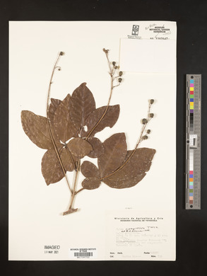 Vitex compressa image