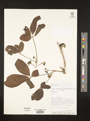 Vitex cymosa image