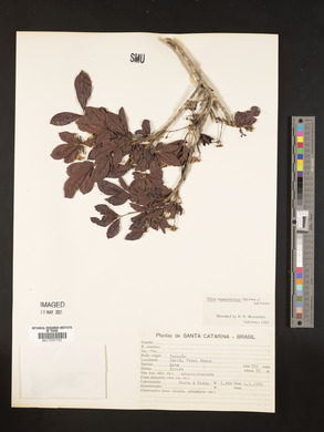 Vitex megapotamica image
