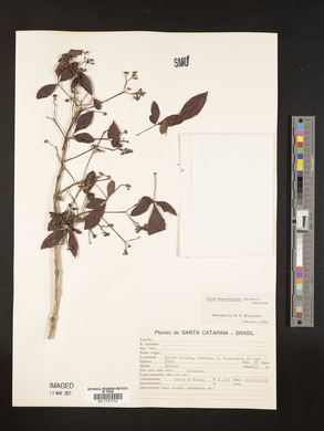 Vitex megapotamica image