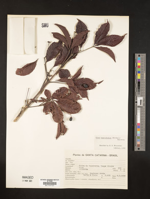 Vitex megapotamica image