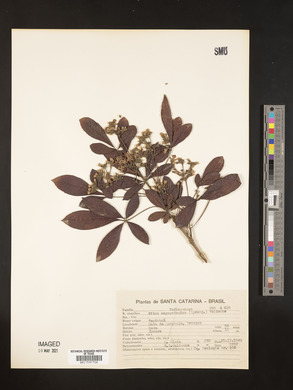 Vitex megapotamica image