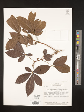 Vitex megapotamica image