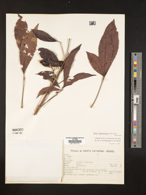 Vitex megapotamica image