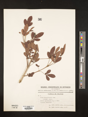 Vitex megapotamica image