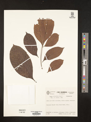 Vitex orinocensis image