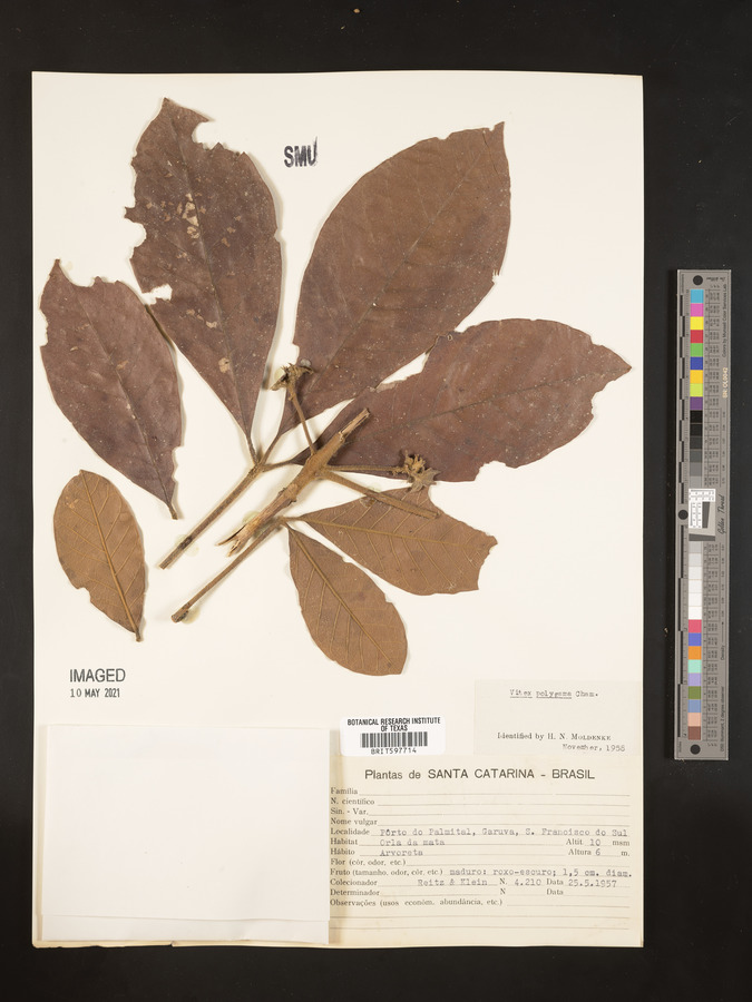 Vitex polygama image