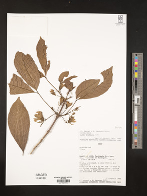 Vitex triflora image