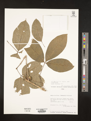 Vitex triflora image