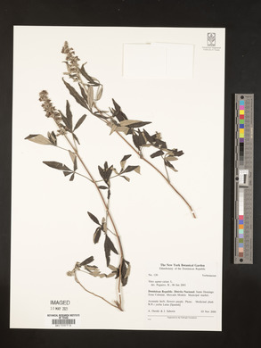 Vitex agnus-castus image