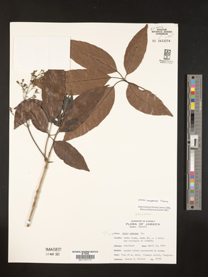 Vitex compressa image