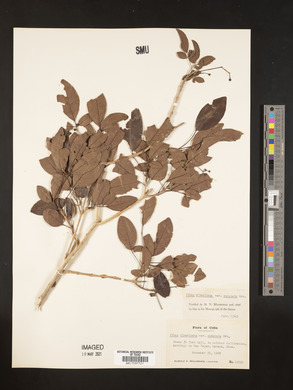 Vitex divaricata var. cubensis image