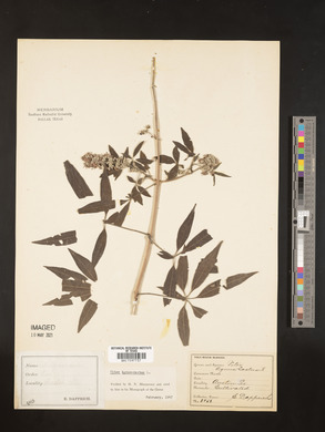 Vitex agnus-castus image
