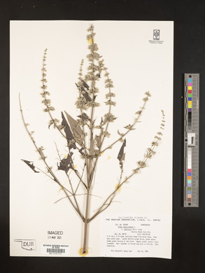 Vitex agnus-castus image