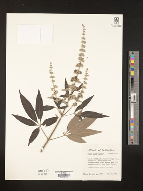 Vitex agnus-castus image