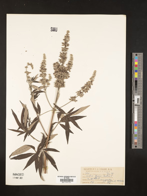 Vitex agnus-castus image