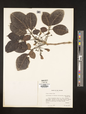 Vitex lucens image