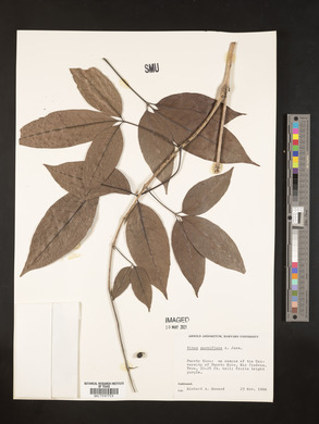 Vitex parviflora image