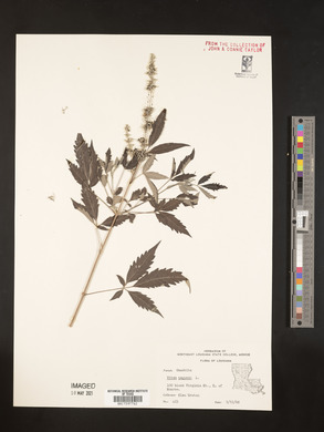 Vitex negundo image