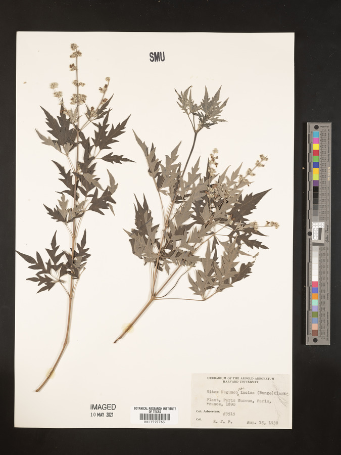 Vitex negundo var. negundo image