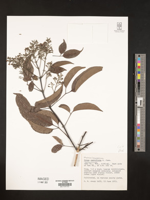 Vitex parviflora image