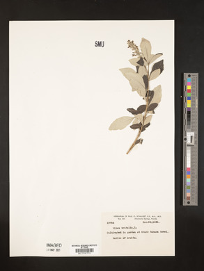 Vitex triflora image