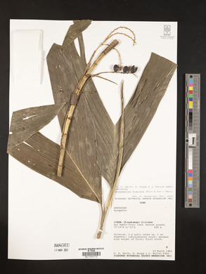 Chamaedorea fragrans image