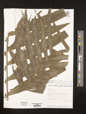Chamaedorea linearis image