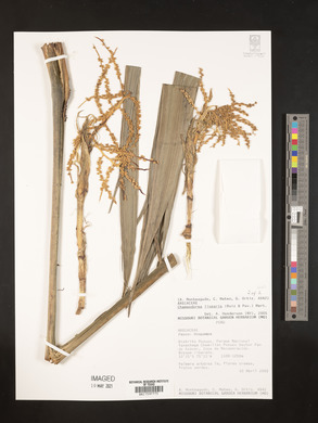 Chamaedorea linearis image